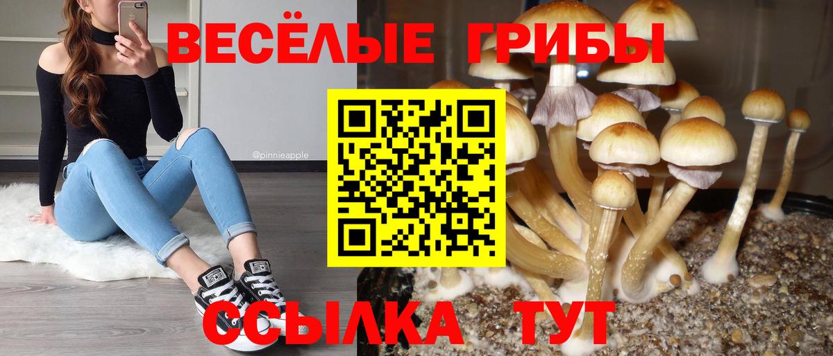Псилоцибиновые грибы Psilocybe  Вход с VPN  Спасск-Дальний  Псилоцибиновые грибы Psilocybine cubensis 